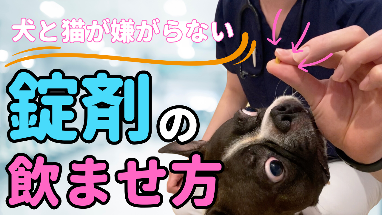 動画を読み込む: 